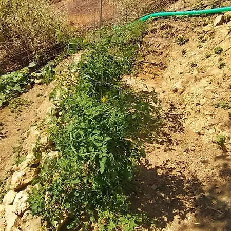 Glamping Canvas Tent In Chania Wild Cretan West